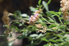 Tessaria absinthioides