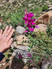 Lathyrus vestitus alefeldii