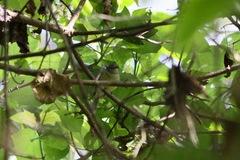 Myiopagis viridicata