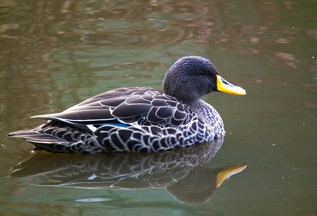 Yellow-billed Duck photo