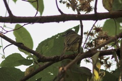 Myiopagis viridicata