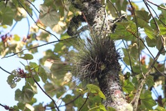 Tillandsia juncea