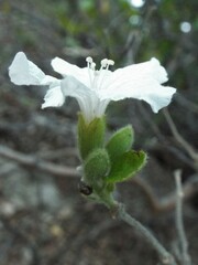 Cordia boissieri