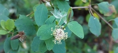Porophyllum punctatum