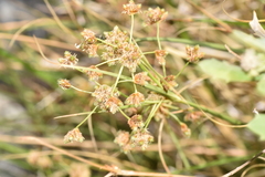 Rhodoscirpus asper