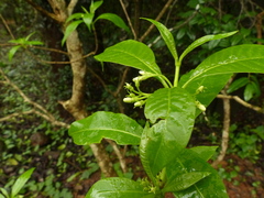 Rauvolfia verticillata
