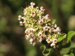 Escallonia