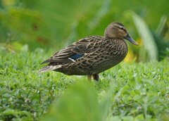 Hawaiian Duck photo 5