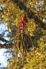 Tillandsia carlos-hankii