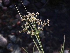 Rhodoscirpus asper