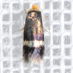 Stigmella heteromelis