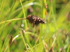 Carex gayana