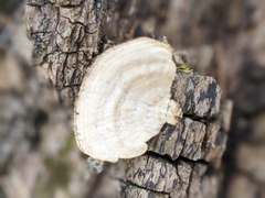 Mycorrhaphium adustum