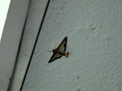 Diaphania hyalinata