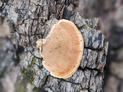 Mycorrhaphium adustum