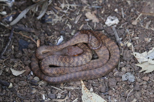 Brown Tree Snake sighting