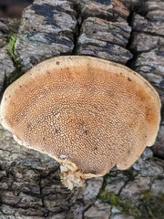 Mycorrhaphium adustum