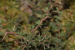 Prosopis strombulifera