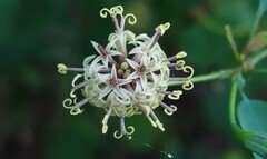 Porophyllum punctatum