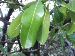Calophyllum brasiliense