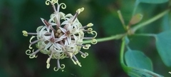 Porophyllum punctatum