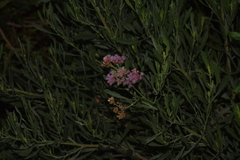 Tessaria absinthioides