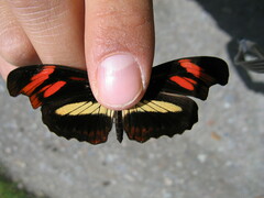 Podotricha telesiphe