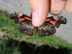 Podotricha telesiphe