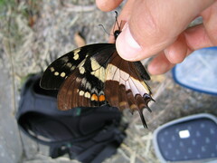 Papilio cacicus