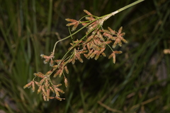 Rhodoscirpus asper