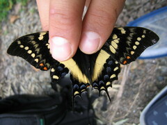 Papilio cacicus