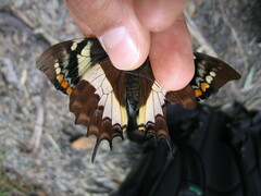 Papilio cacicus