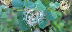 Porophyllum punctatum
