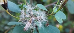 Porophyllum punctatum