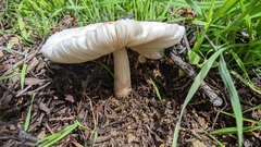 Coprinopsis uliginicola