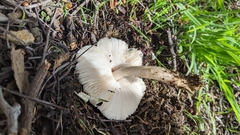 Coprinopsis uliginicola