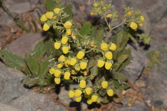 Calceolaria petioalaris