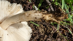 Coprinopsis uliginicola