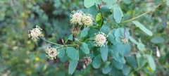 Porophyllum punctatum
