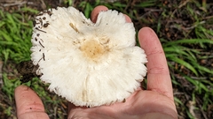 Coprinopsis uliginicola