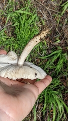 Coprinopsis uliginicola