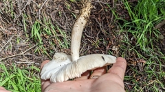 Coprinopsis uliginicola