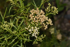 Baccharis linearis