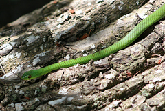 Philothamnus natalensis