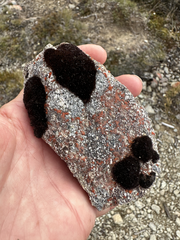 Protoblastenia rupestris