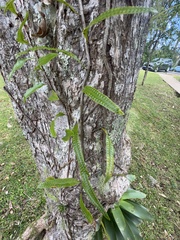 Microgramma lycopodioides