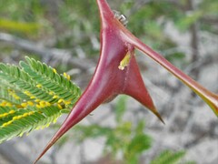 Vachellia cornigera