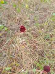 Macroptilium lathyroides