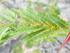 Vachellia cornigera
