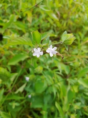 Ruellia blechum image